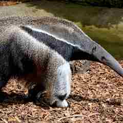 Roaming Giant Anteater